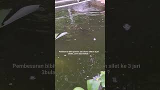 pembesaran gurame #baturaja #baturajabercerita #budidaya #lobsterairtawar #fish #gurame #guramebabon