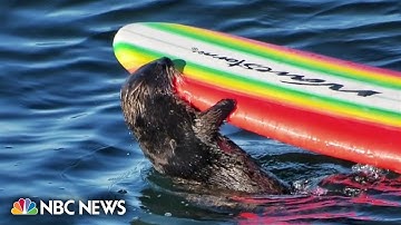 Sea otter bites and steals surfboards in California