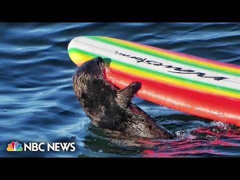 Sea otter bites and steals surfboards in California