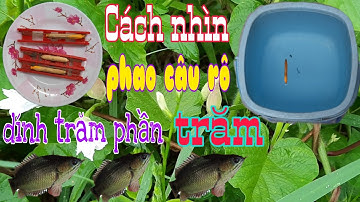 Tiết Lộ Sốc Cách Nhìn Phao Câu Cá Rô Đồng Dính Cá Một Trăm Phần Trăm | Cách Câu Cá Rô Đồng