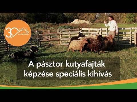 Videó: Hogyan Lehet Kiképezni Egy Pásztorkutyát