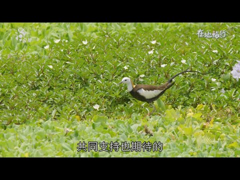 2025/12/12 公共電視 在地旅行【高雄美濃 水雉安家】