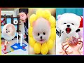 Tik Tok Chó Phốc Sóc Mini 😍 Funny and Cute Pomeranian 🐕 #450