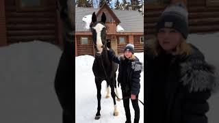 Yulia Lipnitskaya instagram 2018. Walk with a horse | ユリア・リプニツカヤ | Юлия Липницкая