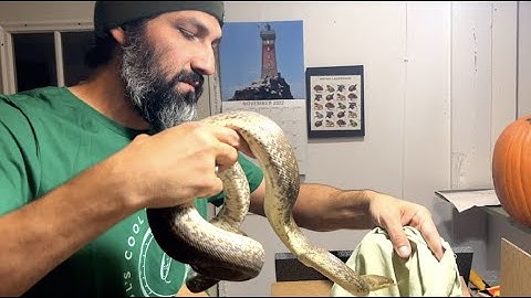 HOW TO SHIP A SNAKE! Rare & Beautiful | Day 12 Macklot