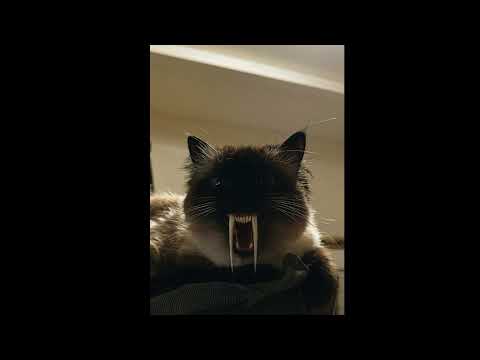 Dejavoid Timeless Echoes