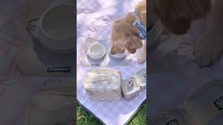 Packing for your dog has never been easier!#founditonamazon #amazonhome #petessentials