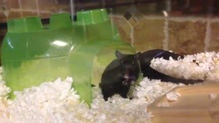 Introducing The Little Bros