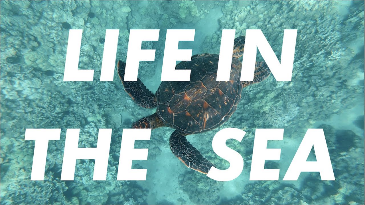 Life In The Sea - YouTube