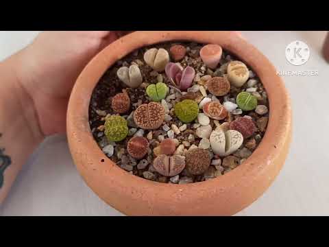 Vídeo: Titanopsis Living Rock Info – Como cultivar uma planta de joias