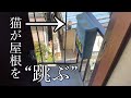 屋根を跳んで来る居候の猫(flying Japanese cat)