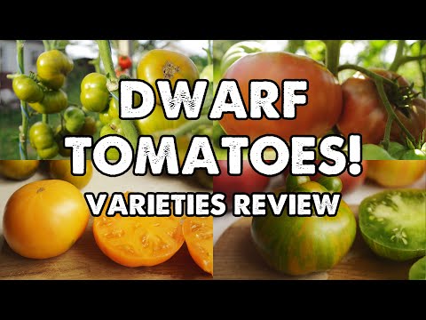 Video: Tomato Merry Dwarf: sortsbeskrivelse, anmeldelser, egenskaber