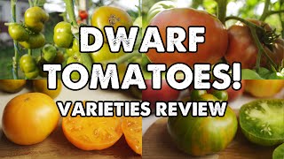 DWARF TOMATOES. VARIETIES REVIEW