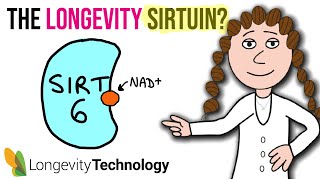 The longevity sirtuin - what you need to know about SIRT6