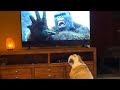 Khaleesi the Bulldog, Kong:Skull Island Reaction