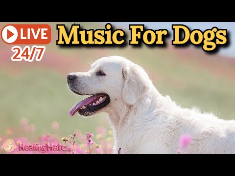 🔴[LIVE] Dog Music🎵🐶Calming Music for Dogs🐶💖Soothes Separation Anxiety🦮Music to Help Dogs Sleep🔴2