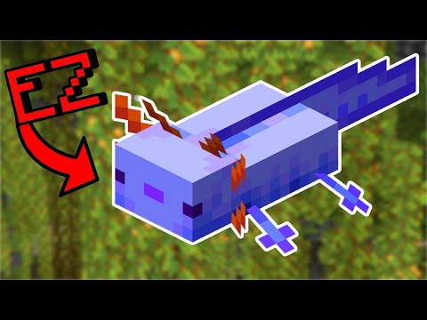 Get the Rare Blue Axolotl Easy! - Ultimate Axolotl Guide Minecraft 1.20 - How to Breed Axolotls!