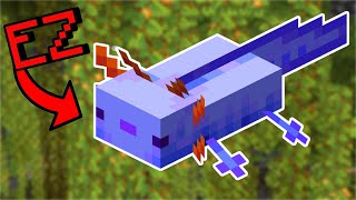 Get the Rare Blue Axolotl Easy!  Ultimate Axolotl Guide Minecraft 1.20  How to Breed Axolotls!