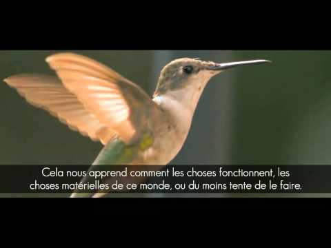 Miracle Dallah Le Vol Des Oiseaux Des Signes Pour Des Gens Qui Réfléchissent