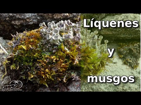 Líquenes y Musgos, biocortezas vegetales