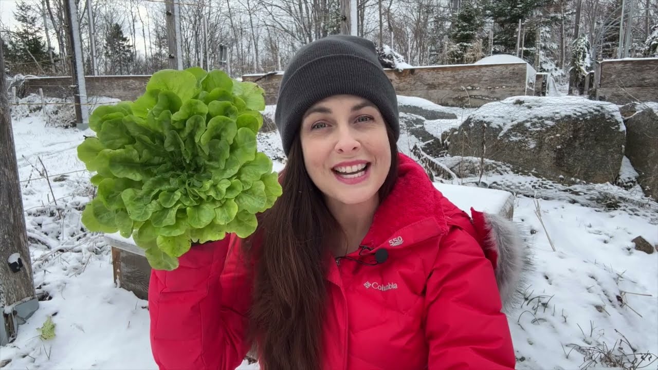 Vit - Mâche Seeds | Johnny's Selected Seeds