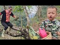Poor child and 17yearold single mother picking fruits from the forest to sell  anh hmong