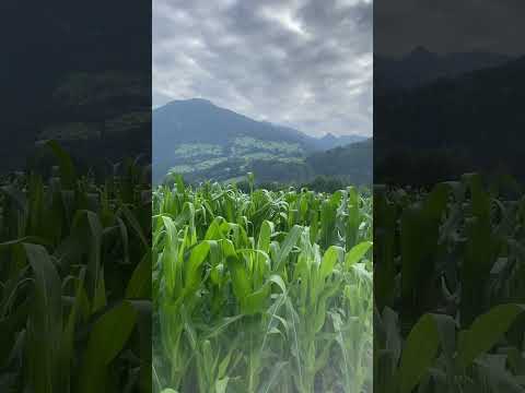 انشودة السنا احق بقلب سعيد