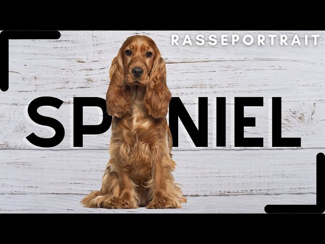 Perfekte Größe Cocker Spaniel: Wissenswertes zur Größe 3 sddefault