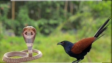 Bịp và rắn ( bìm bịp đại chiến rắn hổ mang chúa)