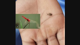 kuzhiyaanayum thumbiyum #youtubevideos #antlion #virel video #dragonfly