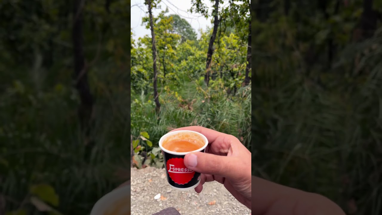 Chai or forest view... 