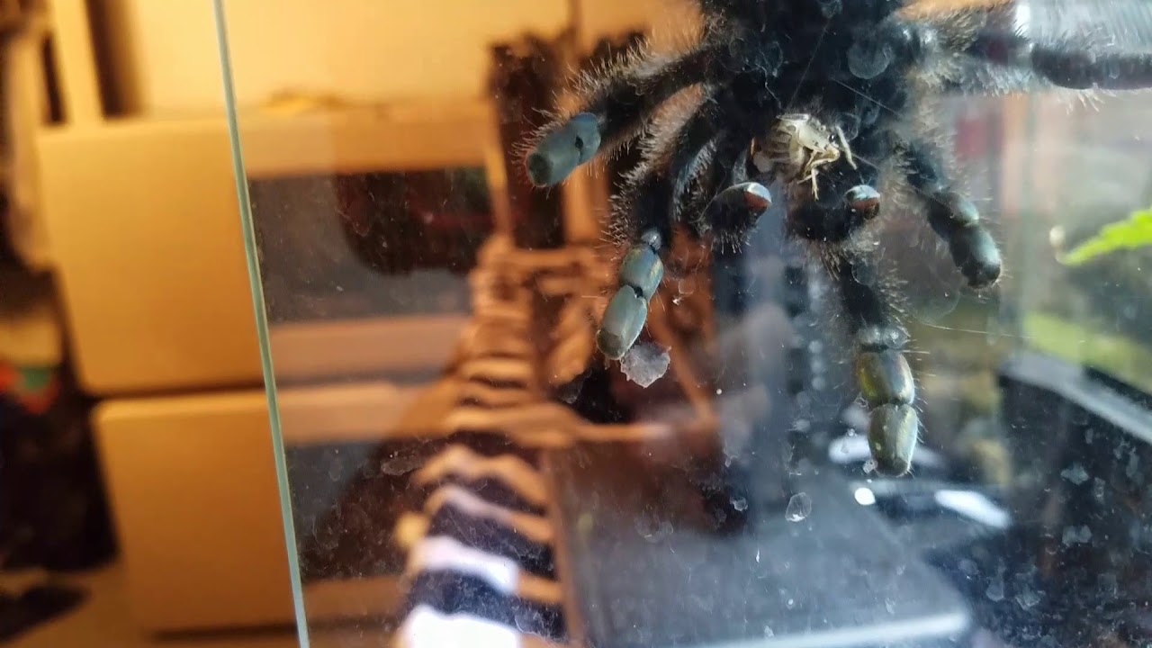 camera iphone 8 plus apk My beautiful Pink toed tarantula feeding time!
