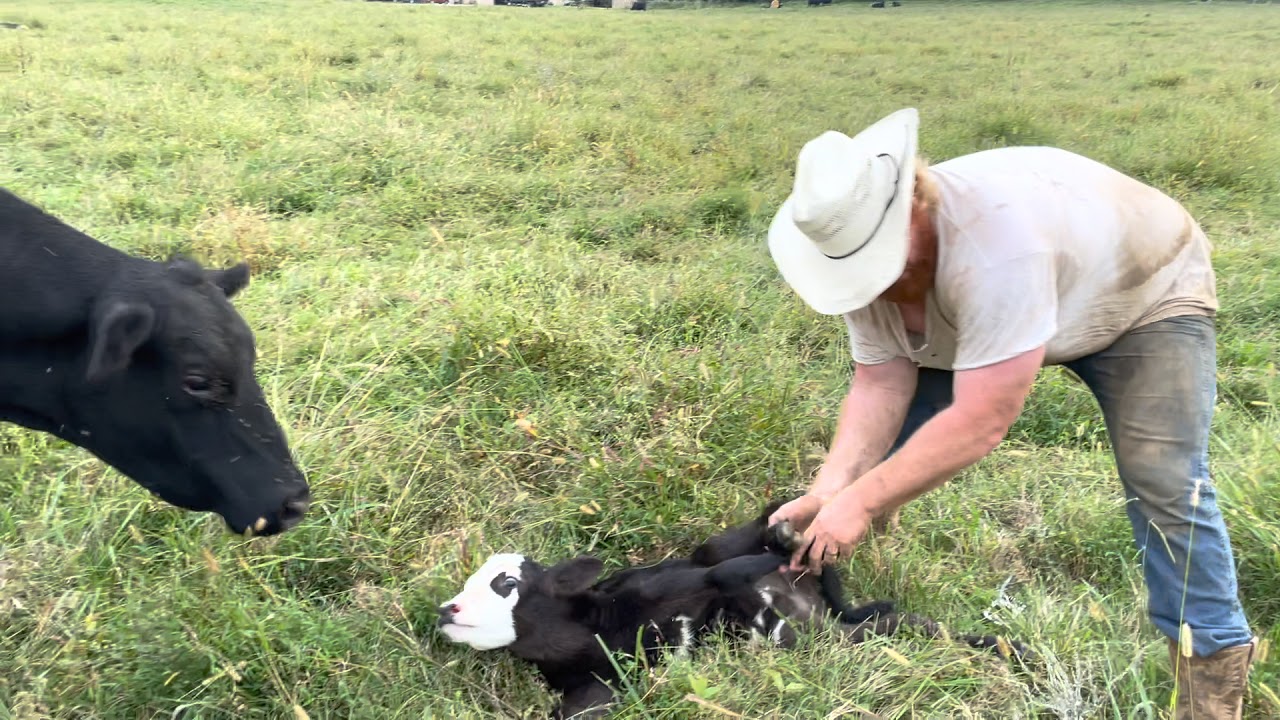 How To Tag And Castrate A Bull Calf YouTube castrating-pigs-myself-wait-but-why-youtube