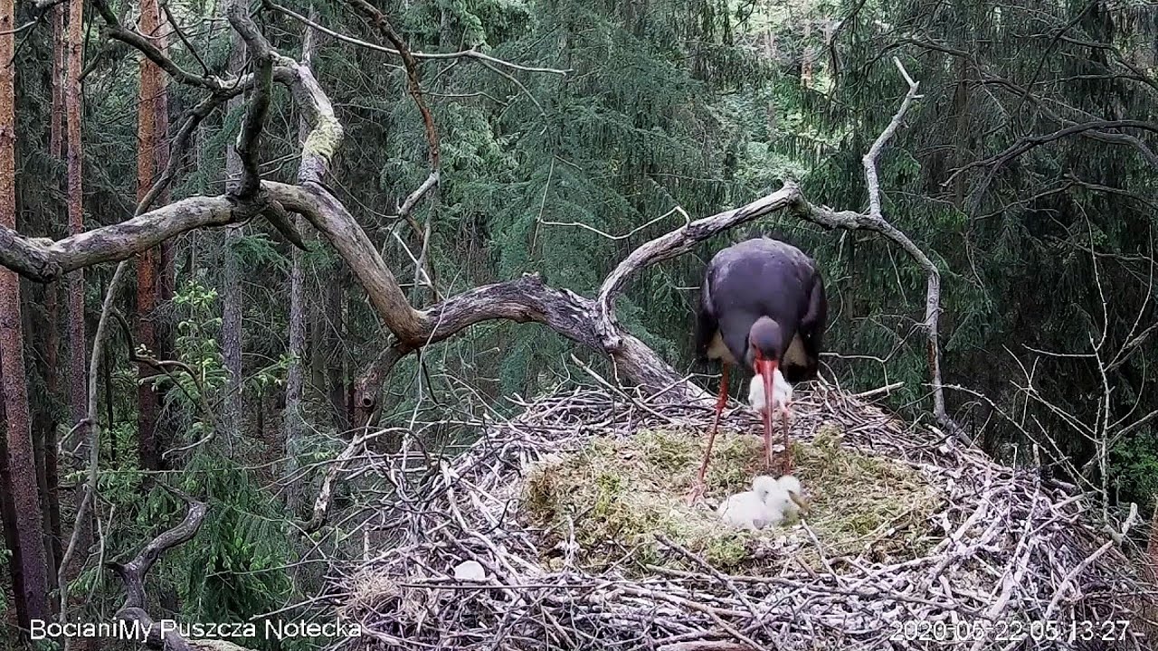 ⁣WARNING! Polish Black Stork~Female is eating the chick~5:03 am  2020/05/ 22