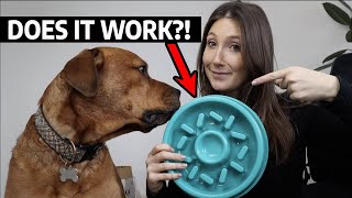 Slow Feeder Dog Bowl Review - Everything You Need To Know!