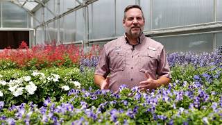 Get It Growing: Celebrate America with red, white & blue flowers