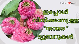 താമര ട്യൂബറുകൾ വാങ്ങാൻ | lotus plans