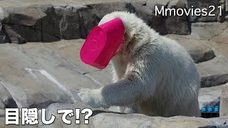 Polar Bear cub suffered a basket in the face目隠しで階段を登るリラ