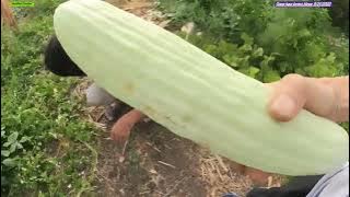 Iu-Mienh fun channel Ep 625 gaeqv kaa-lormx biouv  8/21/2023