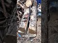 Cross Cutting a Large Log with a Chainsaw