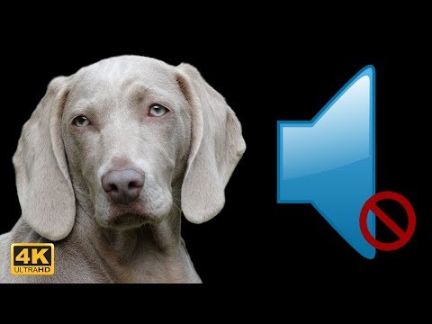 Video: Să Laude Sau Să Nu Laude Un Câine?