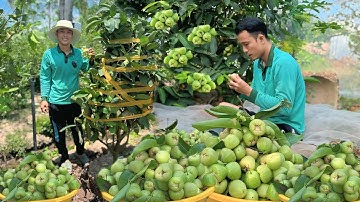 Quá trình Bứng cây mận Xanh Đường và thu hoạch trái cây mận đặc sản sóc trăng