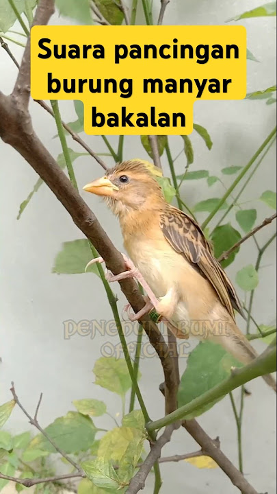 suara pancingan burung manyar bakalan ampuh #videoshort #birds