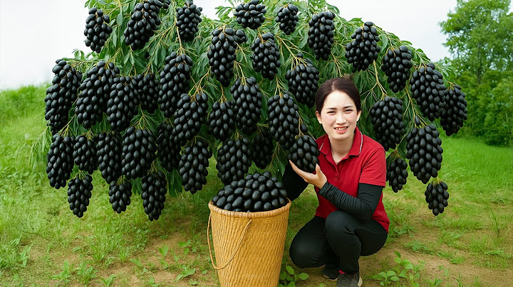 Harvesting 100kg Wild Black Plum Olive & Cooking Crispy Pork – Traditional Village Recipe