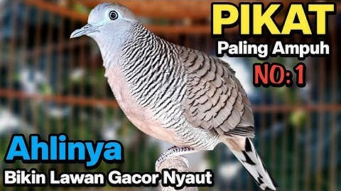 Perkutut lokal gacor RAJA PIKAT ahlinya bikin semua burung perkutut gacor nyaut