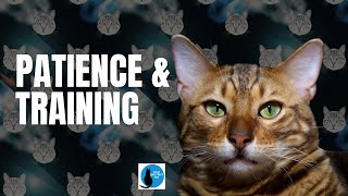 Patience & Training by Your Purrfect Cat 31 views 11 months ago 4 minutes, 34 seconds