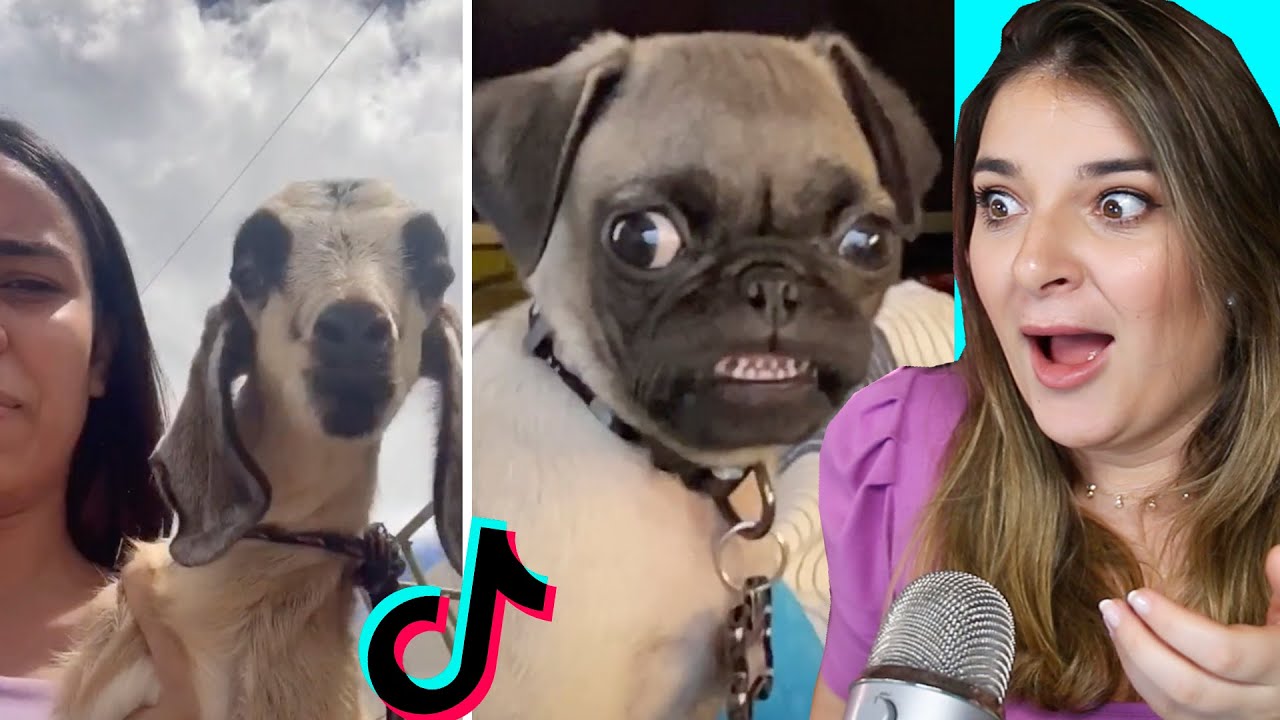 ANIMAIS ENGRAÇADOS DO TIK TOK! 