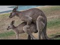 Kangaroos Mating