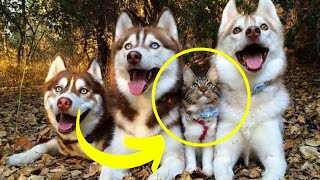 You Won't Believe What Happened When A Helpless Kitten Was Adopted By A Pack Of Huskies