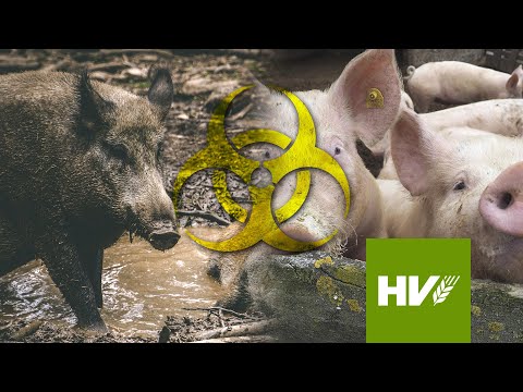 Video: Mehr als 30 Schutzhunde zeigen Symptome einer potenziell tödlichen Strep-Zoo-Infektion